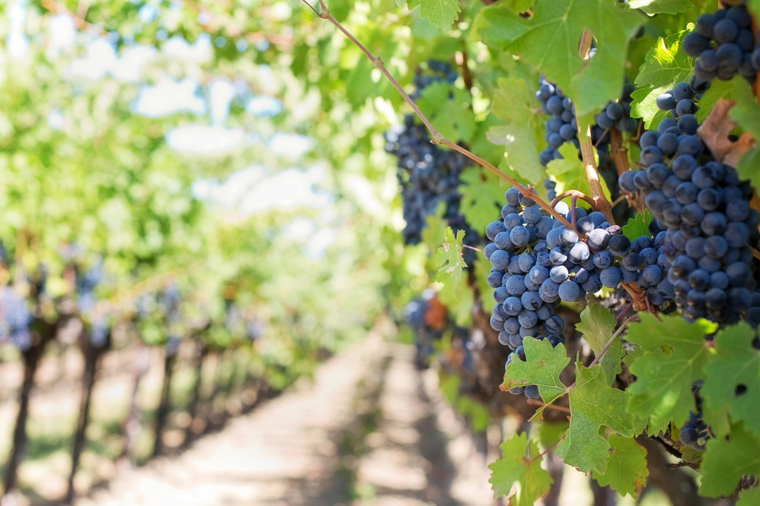 From Roaring Engines to Riebeek’s Finest: Your Cape Town & Winelands Guide